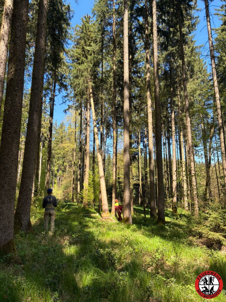 Maibaum 2026